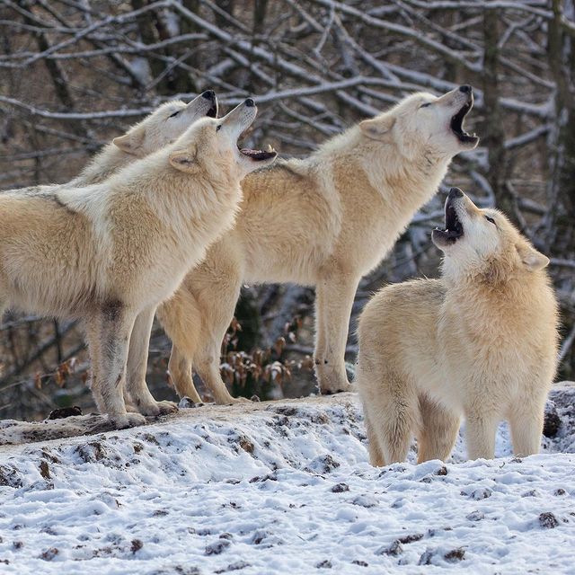 Parc animalier de Sainte-Rroix